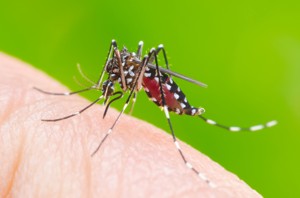 Simple Ways To Get Rid of Mosquitoes 