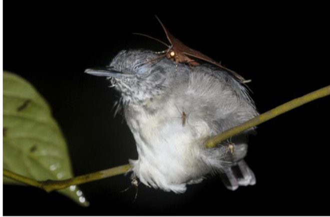Moth drinking tears of a sleeping bird