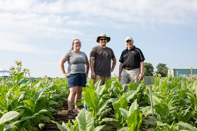Ort, South, Cavanagh in tobacco field - CCBY