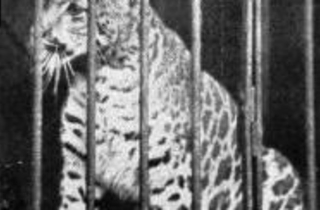 Pumapard-1904.jpg