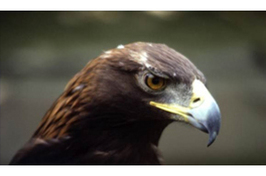 goldeneagle_doi.jpg