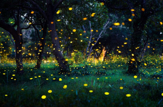 Fireflies - Shutterstock