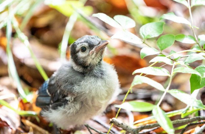 Reports Of Mysterious Bird Disease Decreasing In Pennsylvania