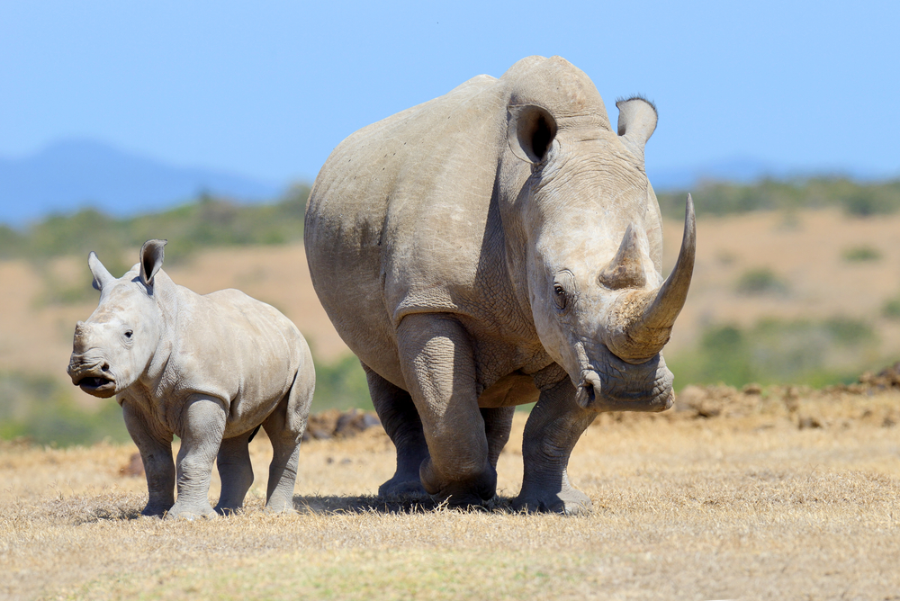Photo of White Rhinos Occupy