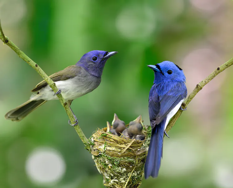 birds file-20180213-44627-a8hy6b