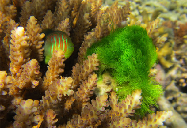 Goby_coral_seaweed.jpg