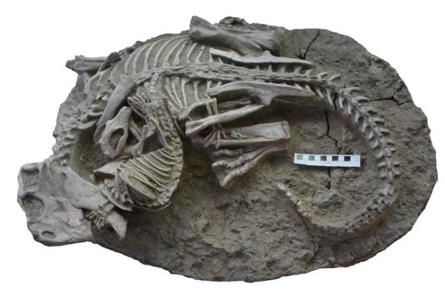 Prehistoric mammal Repenomamus skull fossil biting into dinosaur ribs