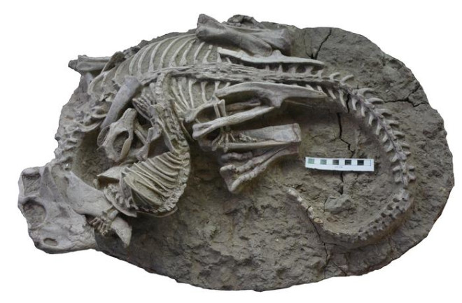 Prehistoric mammal Repenomamus skull fossil biting into dinosaur ribs