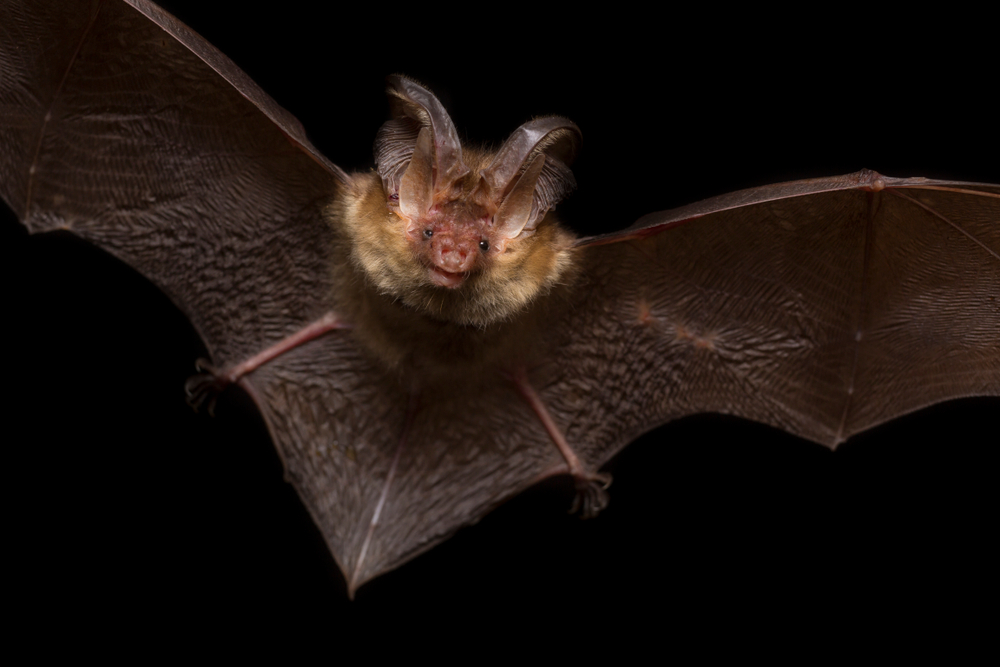 bat hunting
