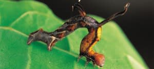 caterpillar-300x136.jpg