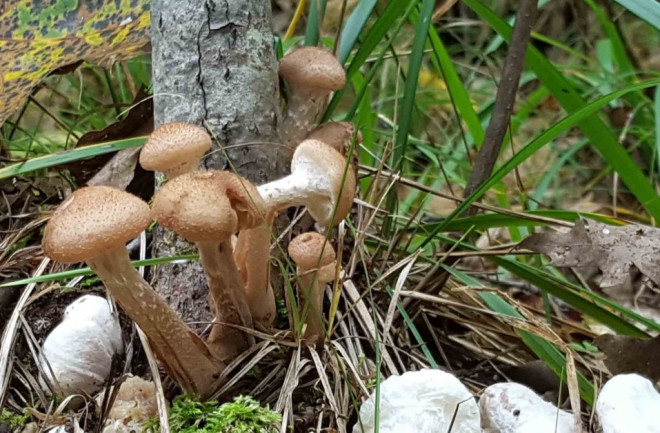 the individual mushrooms of  Armillaria