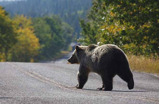 Grizzly Bear in Road, Glacier National Park - Shutterstock