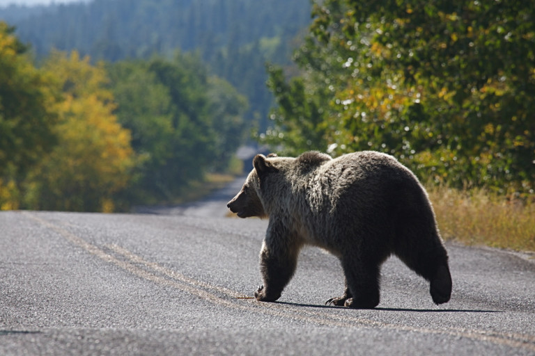 National Parks Are Empty During the Pandemic — and Wildlife Are Loving It