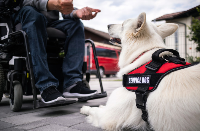 Service dog with man in wheelchair