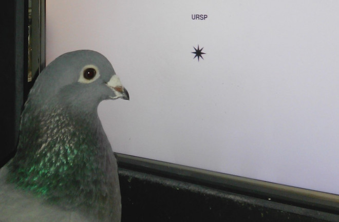 pigeon-cropped-1024x795.jpg