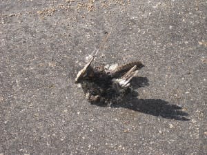 roadkill-300x225.jpg