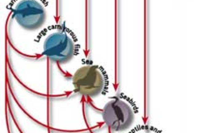 menhaden chart