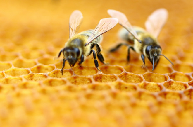 honeybees - shutterstock