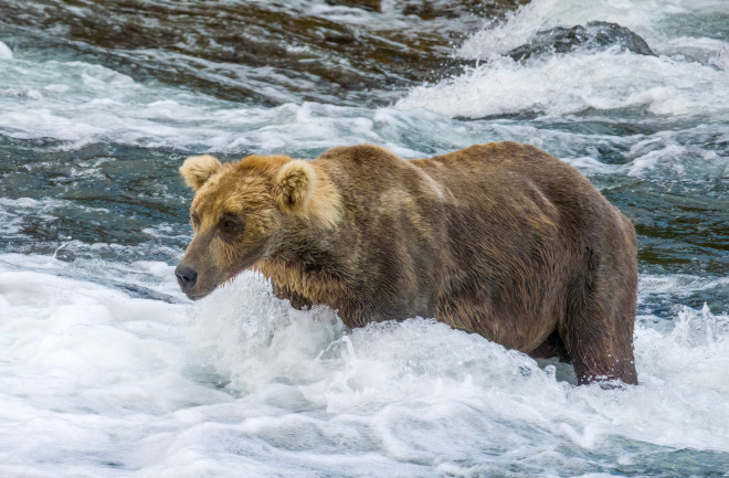 Brown Bear 480 Otis in the water of Brooks Falls, Alaska