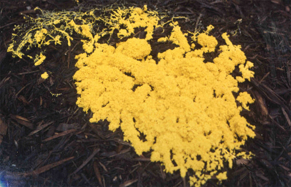 Physarum.jpg