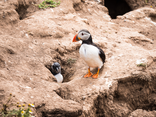 People Are Throwing Baby Puffins Off Of Cliffs In Iceland–But It's
