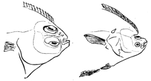 mivart-flatfish-220.jpg