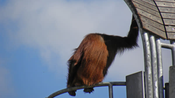 Orangutan_relaxing.jpg