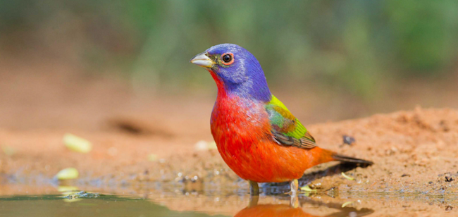 Painted Bunting - Vivek Khanzode