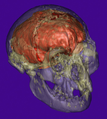 hobbit brain.gif