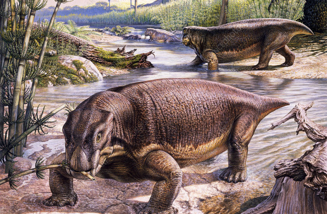 Fossils Show Us What a Pig From the Dinosaur Era Might Have Looked Like |  Discover Magazine