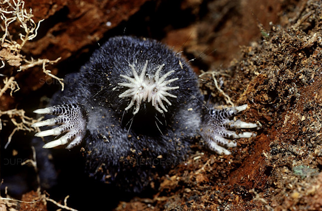 DSC-TW1119 02 Star-nosed mole