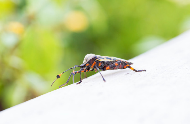 Chagas bug