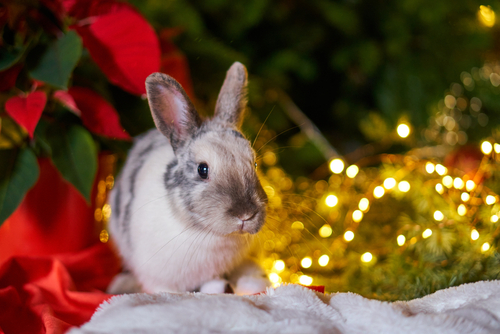 We May Kiss Under the Mistletoe, but are These Berries Poisonous?