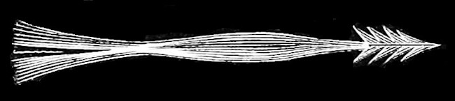 PSM_V16_D812_Tongue_of_woodpecker.jpg