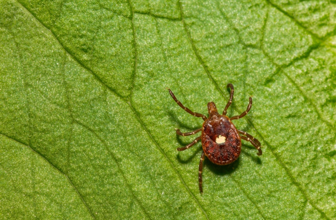 Up close view of a lone star tick on a leaf