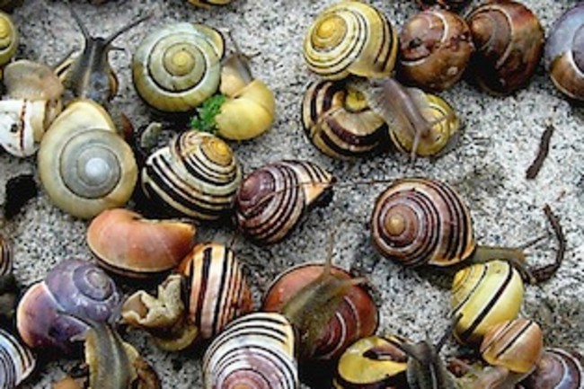 snails-cropped.jpg