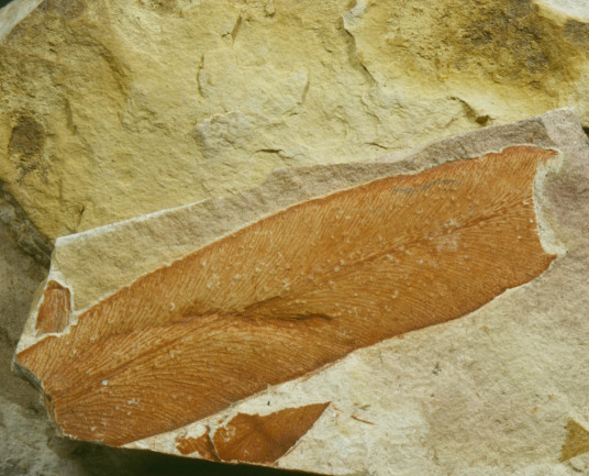 Glossopteris fossil