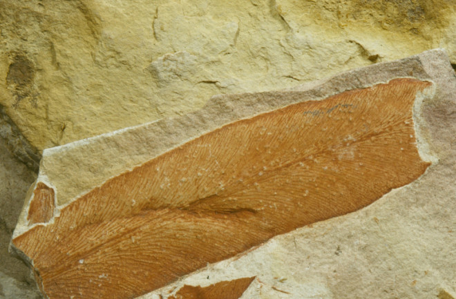 Glossopteris fossil