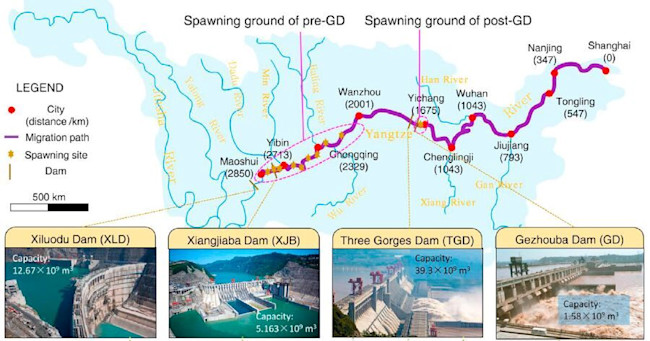 Yangtze Dams - Huang & Wang/Current Biology