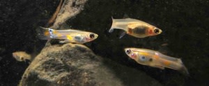 Guppies - Dalhousie University