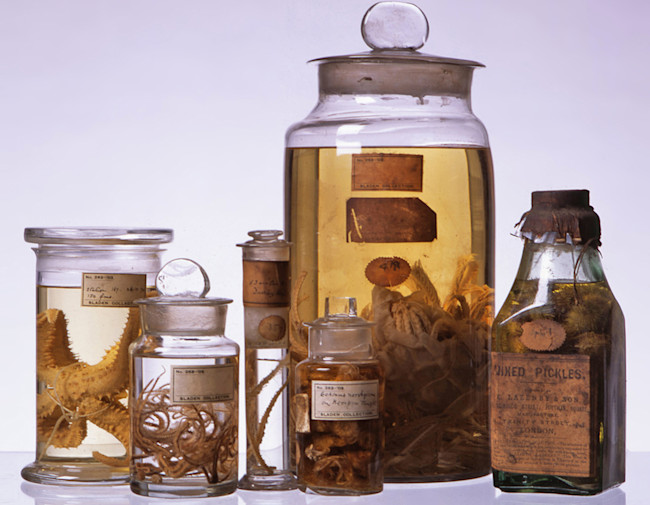 HMS Challenger Specimens in Bottles - Royal Albert Memorial Musuem