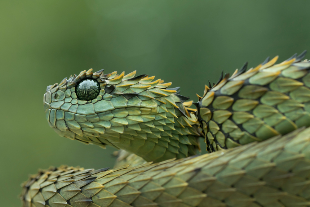 spiny bush viper bite