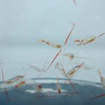 calanus-glacialis-150x150.jpg