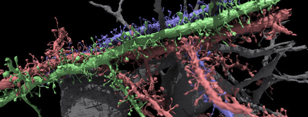 neuronrecon.jpg