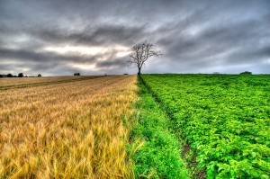 crop-line-300x199.jpg