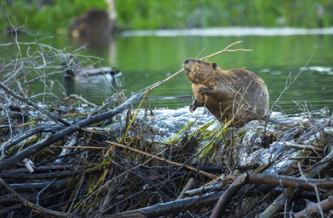 Beaver building a dam