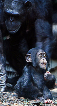 Babychimp.jpg