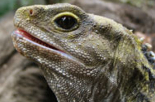 tuatara.jpg