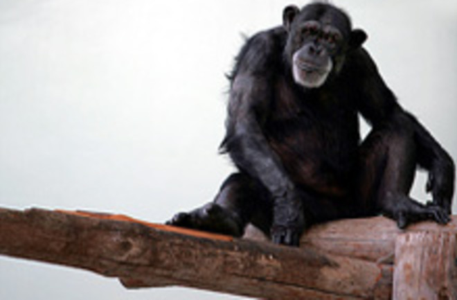 chimp-tree2.jpg