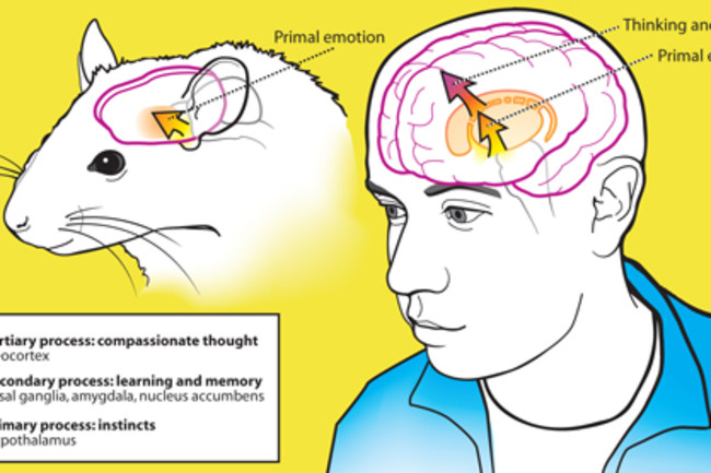 ratbrain
